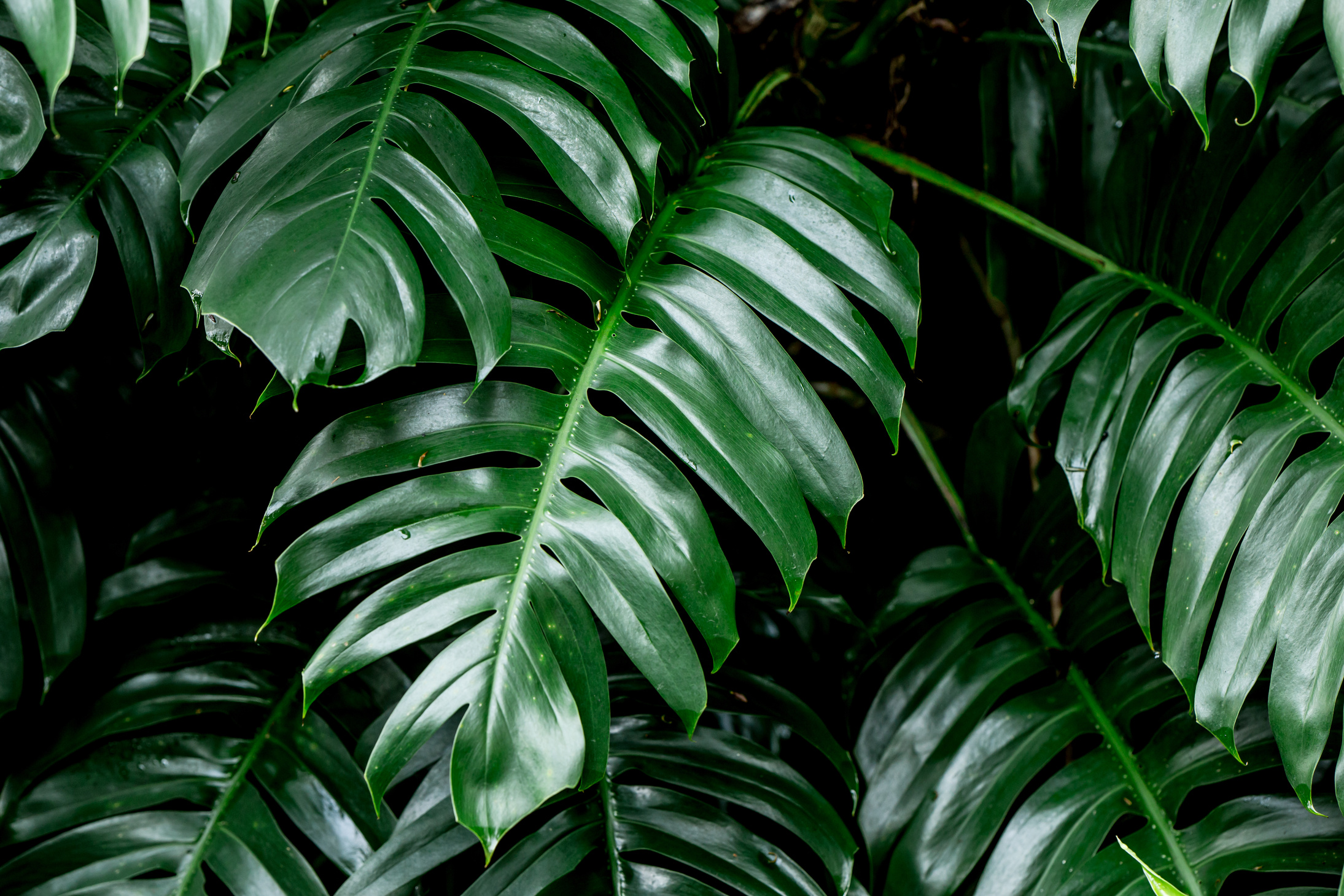 Tropical deep forest leaves jungle leaves green plant wet in rainforest.